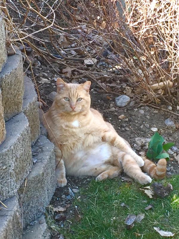 /Images/uploads/Humane Society of Utah/HSU2018/entries/4080thumb.jpg